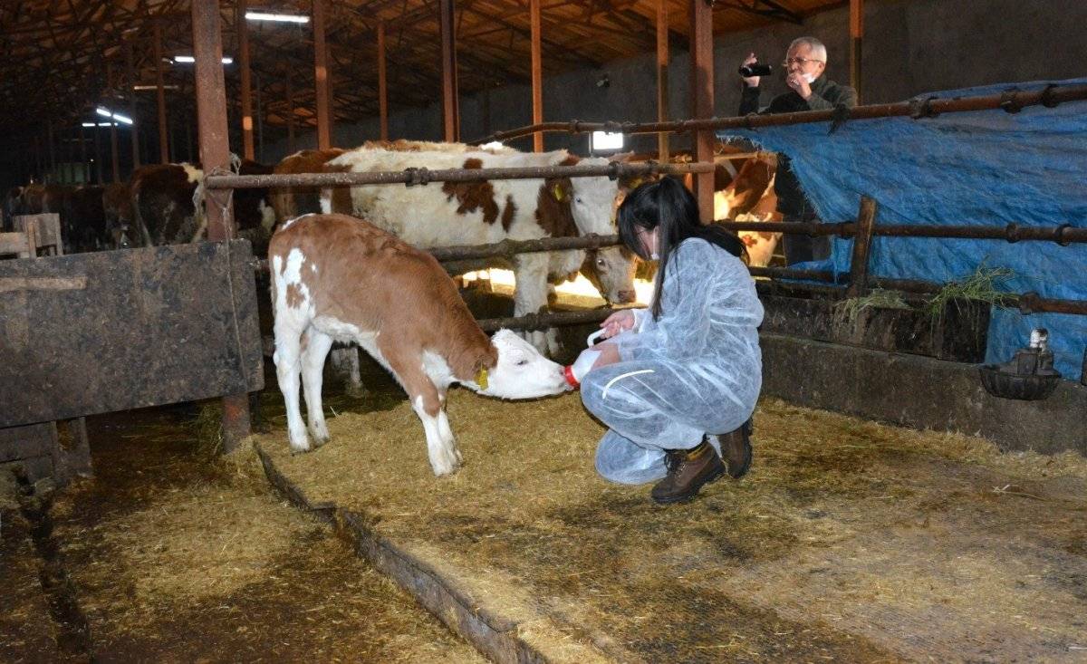 Erzincan'da 12 yaşındaki kız, harçlıklarıyla çiftçiliğe atıldı