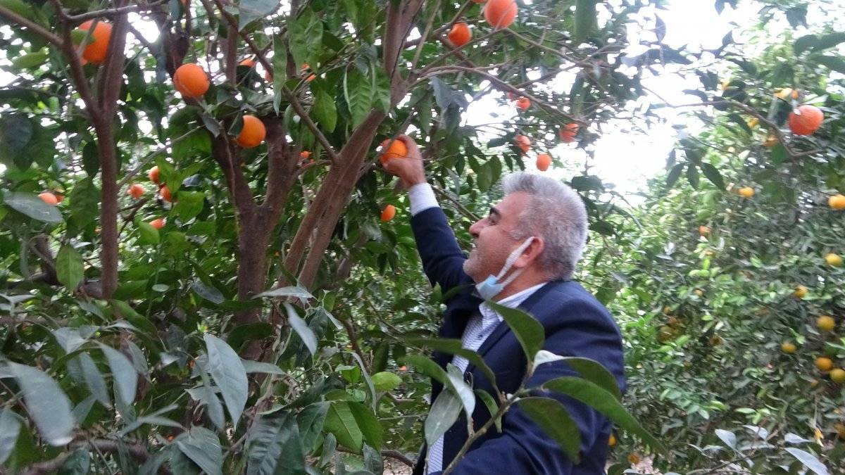 Kozan portakalının hasadına başlandı