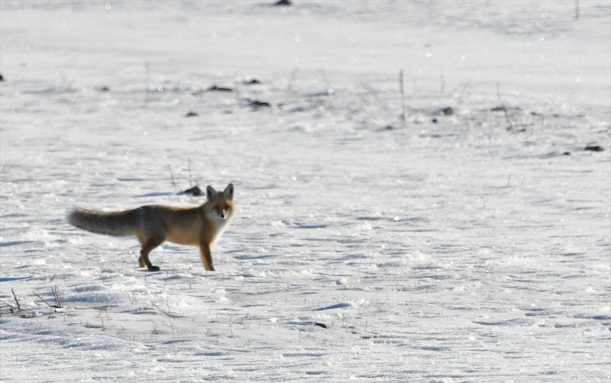 Kars'ta kızıl tilkilerin av mesaisi
