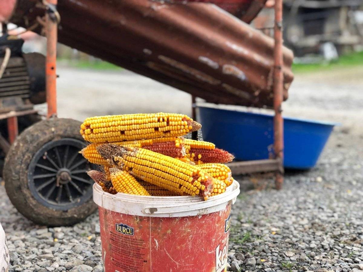 Mısır taneleme makinası üretti