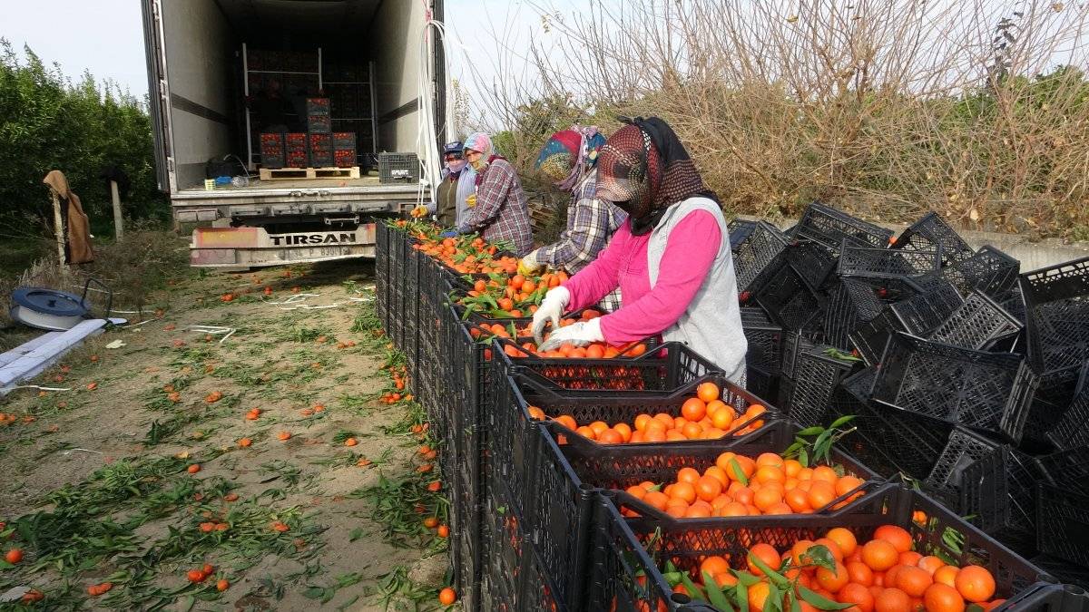Kozan portakalının hasadına başlandı
