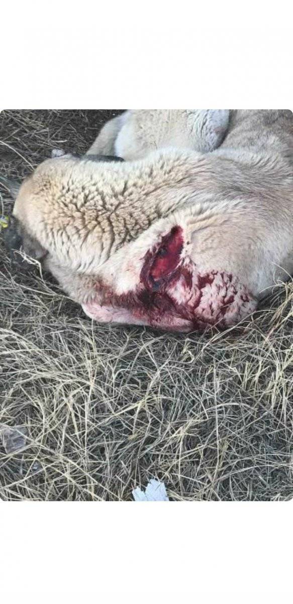 Ankara'da, kendisine saldıran sokak köpeğini bıçakladı