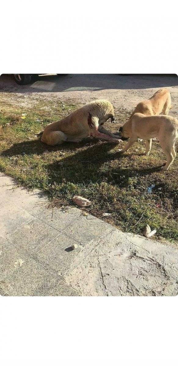 Ankara'da, kendisine saldıran sokak köpeğini bıçakladı