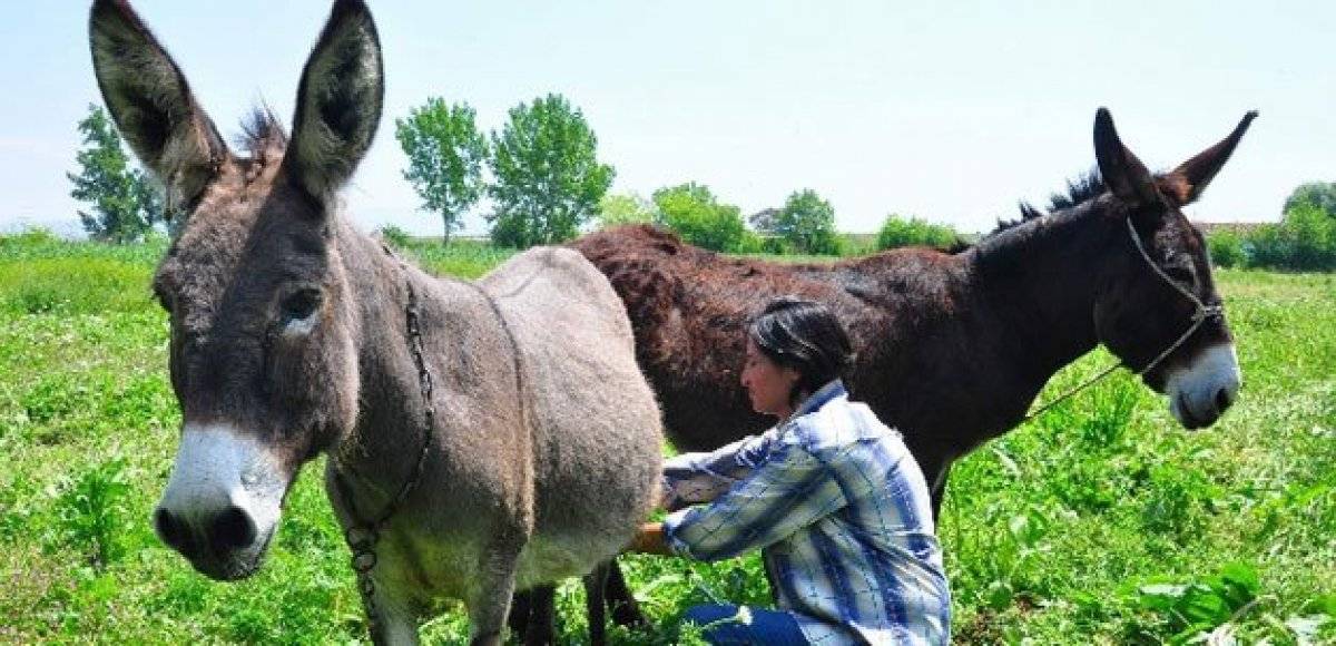 Eşek sütü nedir, içilir mi? Eşek sütü faydaları nelerdir? Eşek sütü sabunu neye iyi gelir?