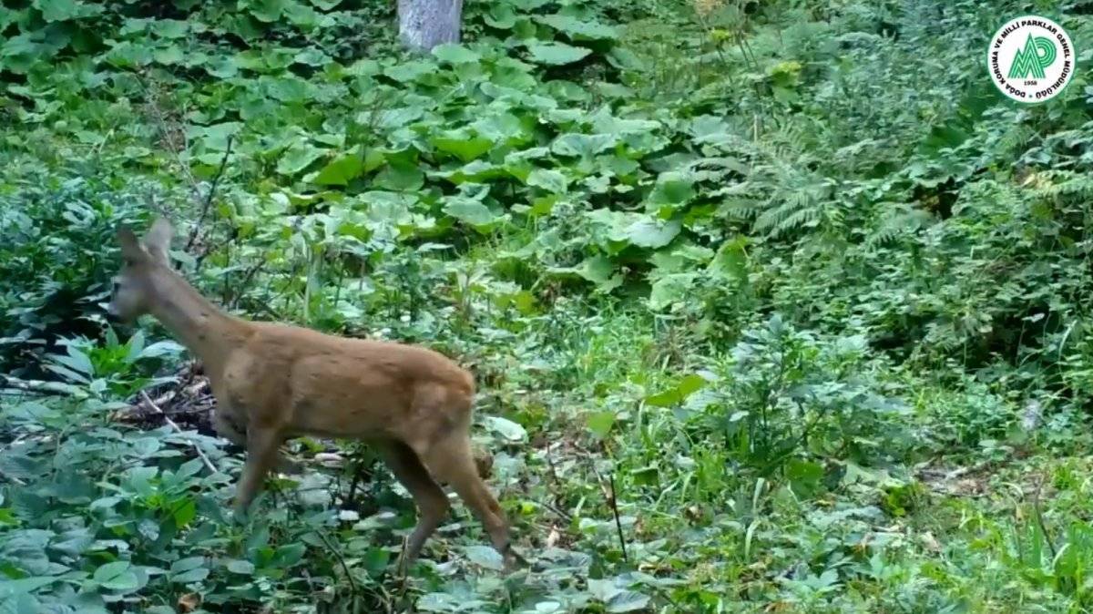 Fotokapanlara yakalanan hayvanların görüntüleri