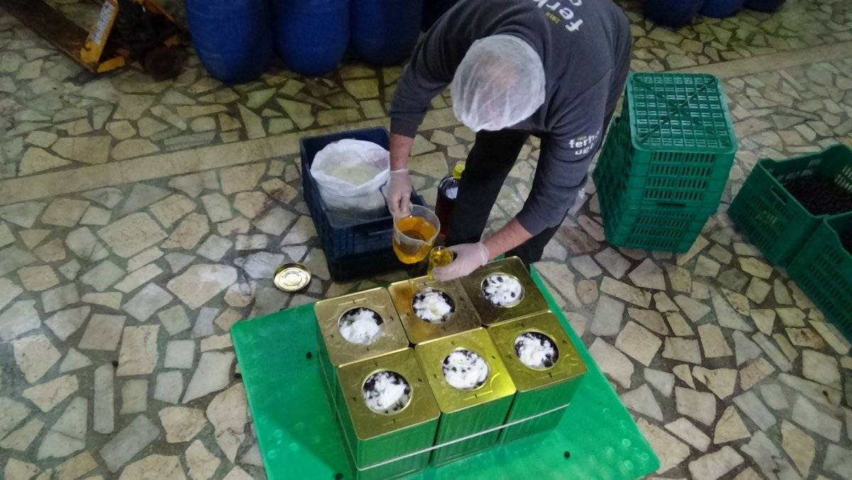 Zeytin üretiminde pamuk ipliği kullanılıyor