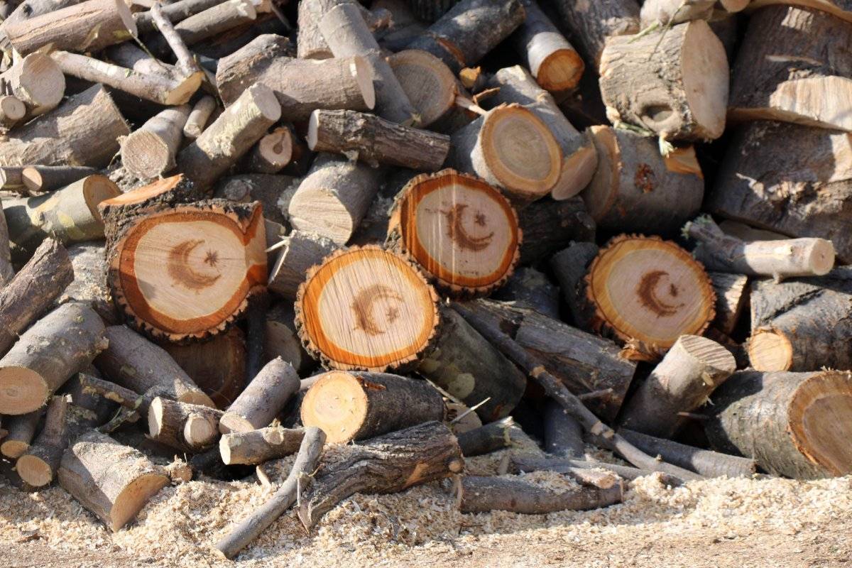 Yozgat'ta kesilen ağacın gövdesinden ay yıldız figürü çıktı