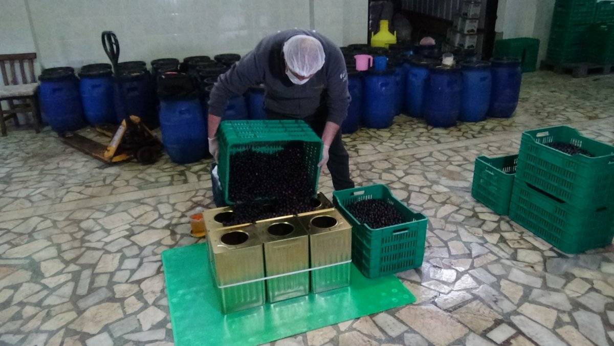 Zeytin üretiminde pamuk ipliği kullanılıyor