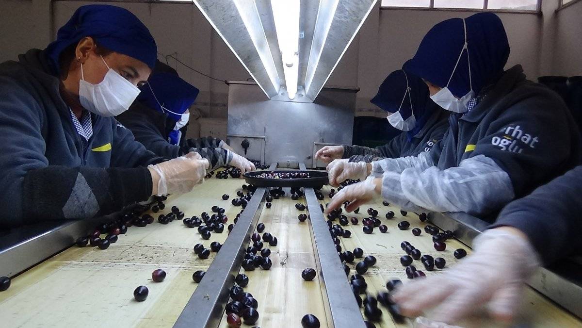 Zeytin üretiminde pamuk ipliği kullanılıyor