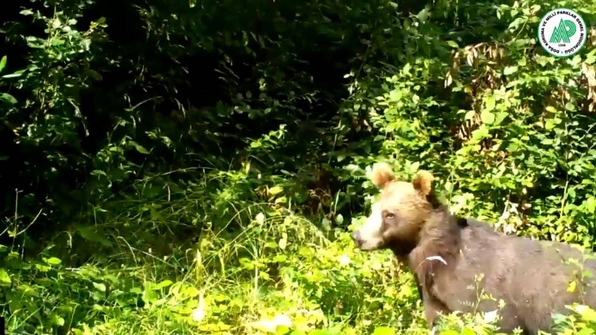 Fotokapanlara yakalanan hayvanların görüntüleri