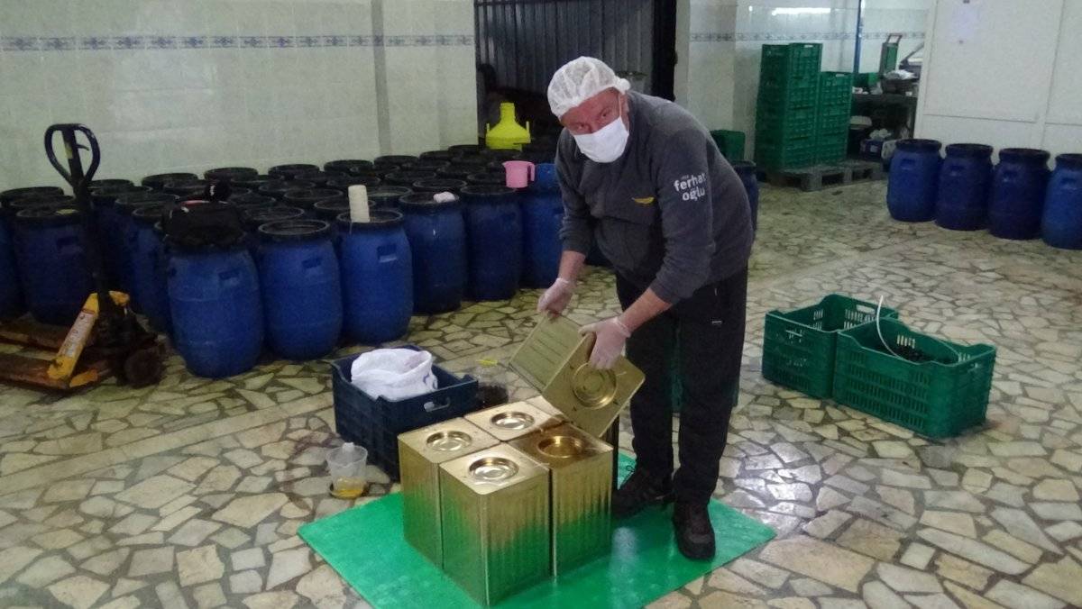 Zeytin üretiminde pamuk ipliği kullanılıyor