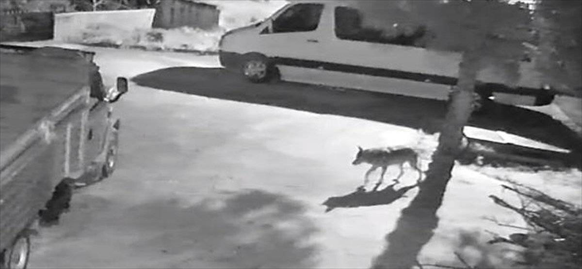 Giresun'da aç kalan kurtlar şehre indi