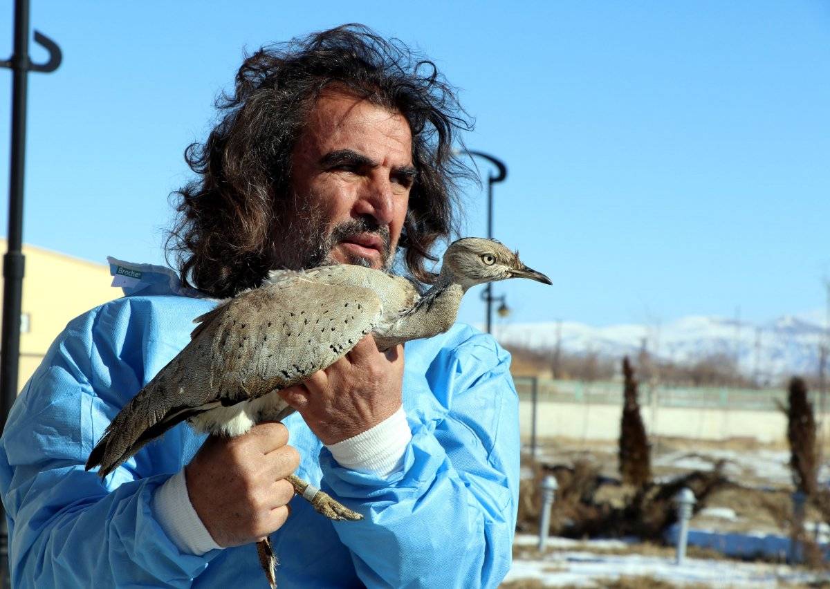 Bitlis'te, kırmızı listedeki yaralı yakalı toy kuşu bulundu