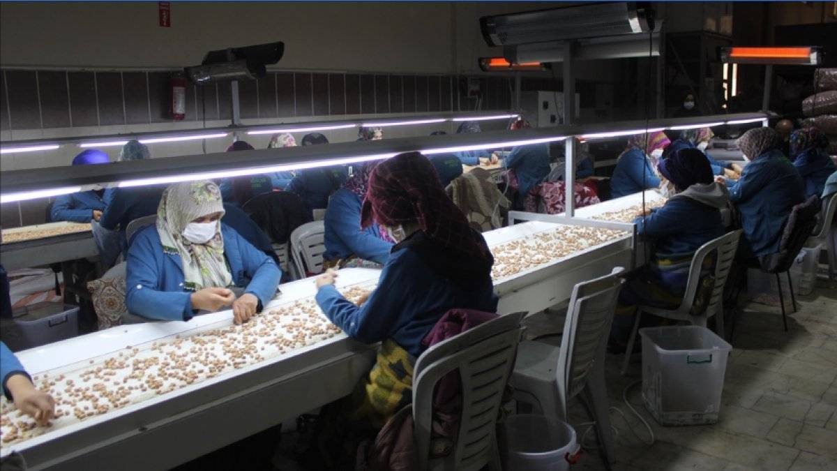 Osmaniye'de yer fıstığı üretimi arttı