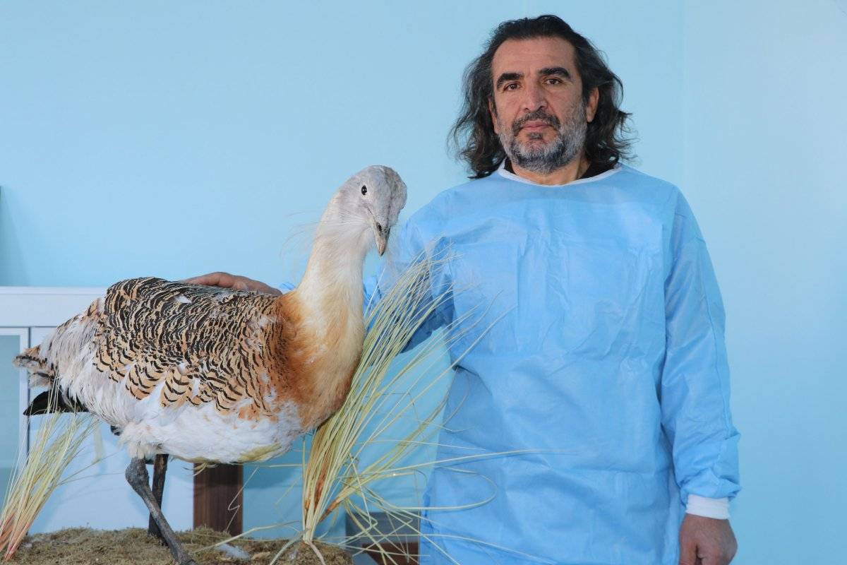 Bitlis'te, kırmızı listedeki yaralı yakalı toy kuşu bulundu