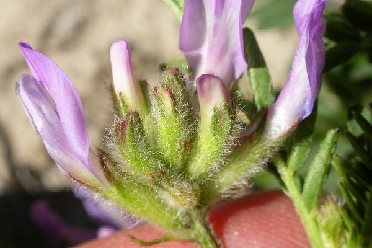Geven otu nedir, faydaları nelerdir? Geven otu nasıl tüketilir?