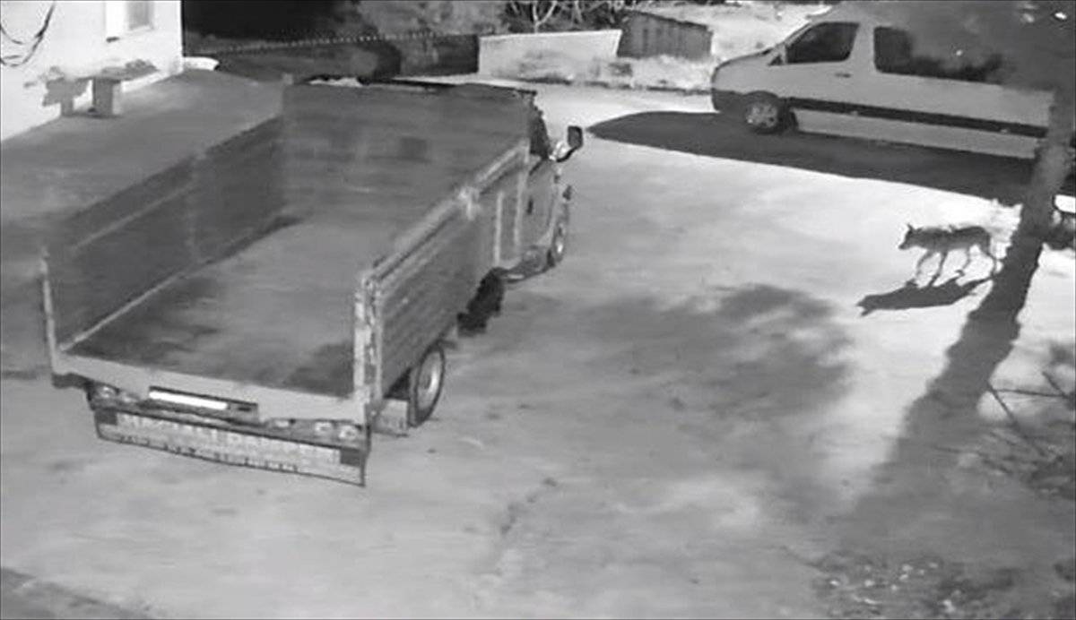 Giresun'da aç kalan kurtlar şehre indi