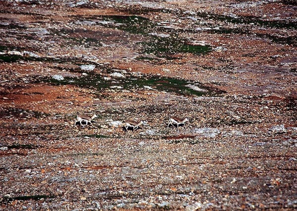 Doğu'da kaçak avcılara geçit verilmiyor