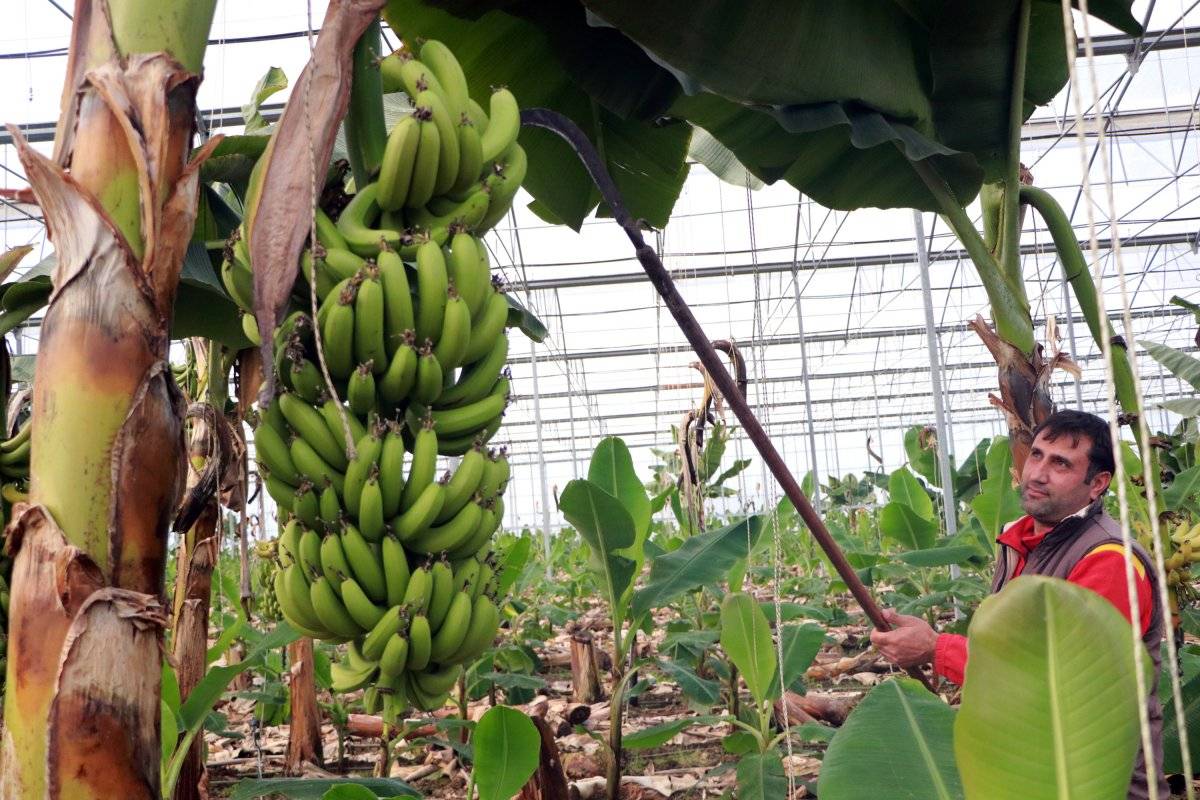 Adana muz üretimini artırdı