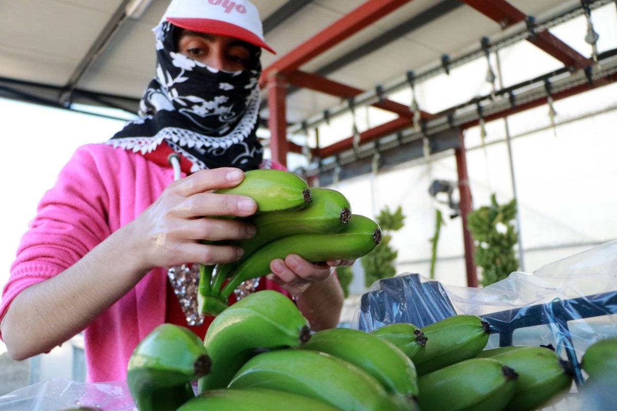 Adana muz üretimini artırdı