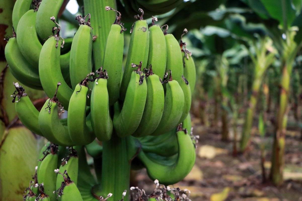 Adana muz üretimini artırdı