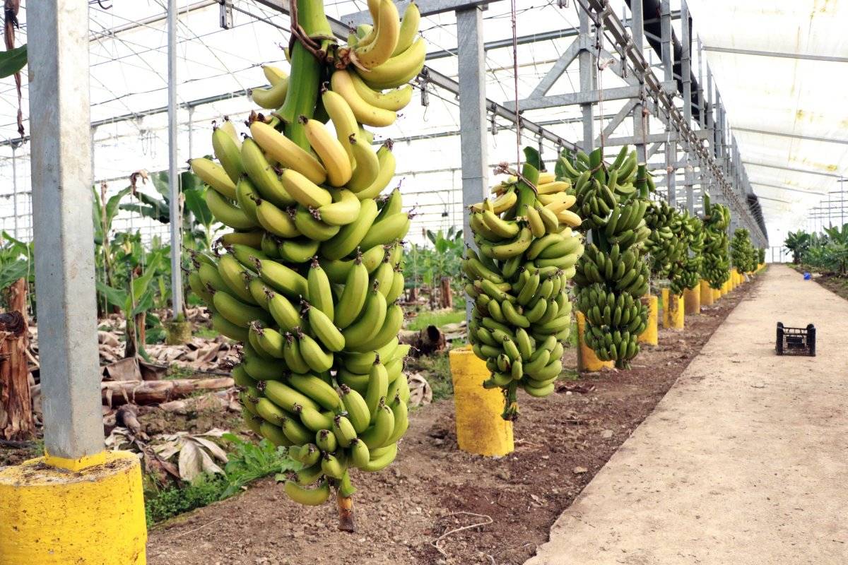 Adana muz üretimini artırdı