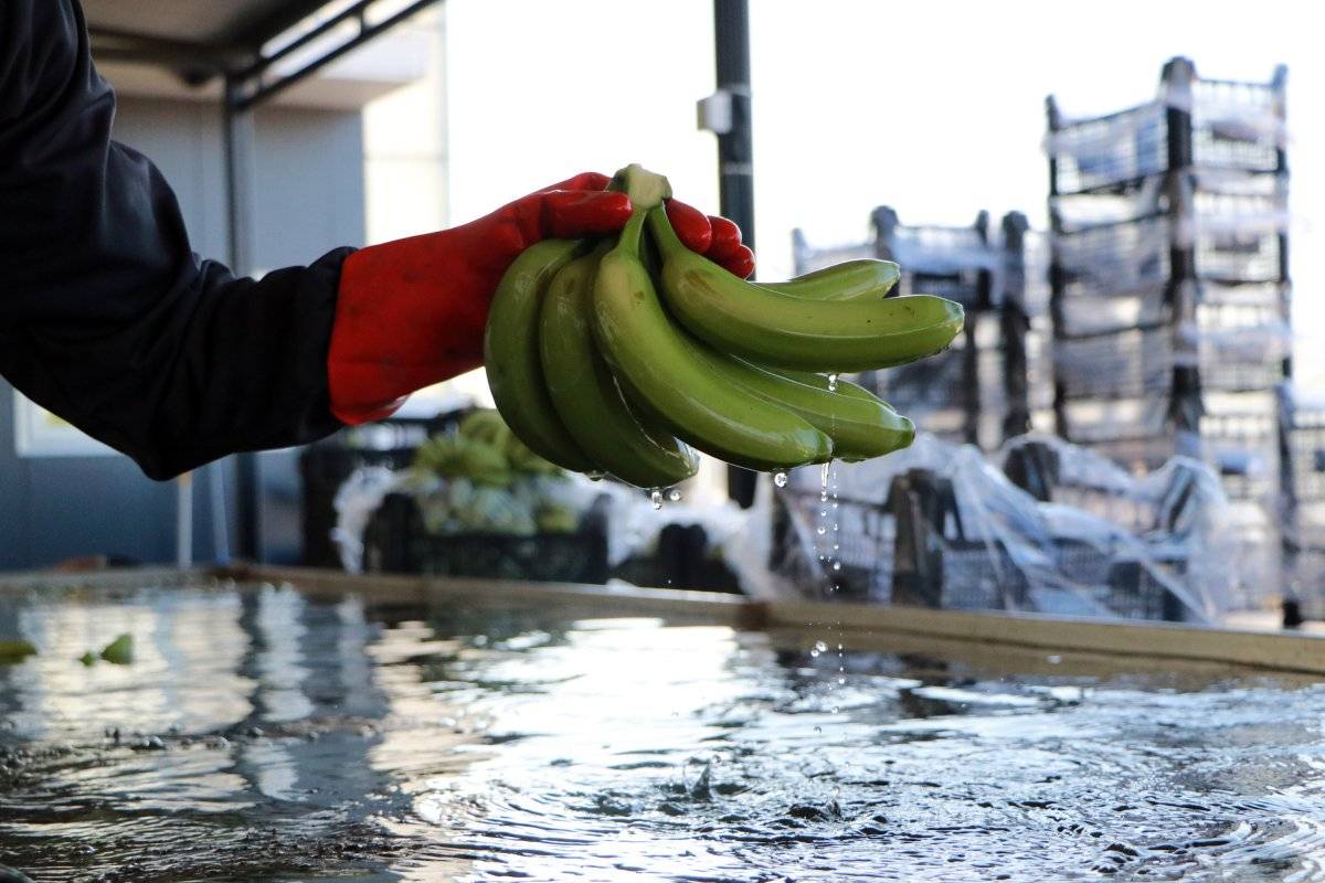 Adana muz üretimini artırdı