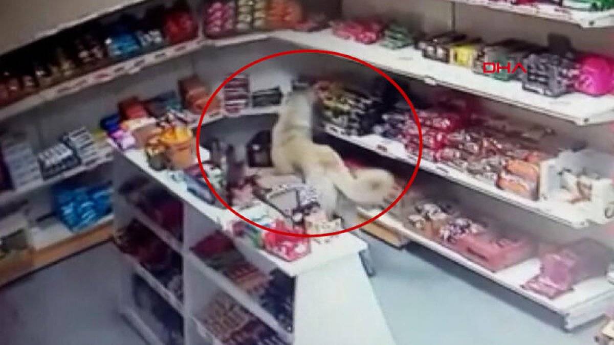Sivas'ta marketten bisküvi alıp, kaçan köpek kamerada