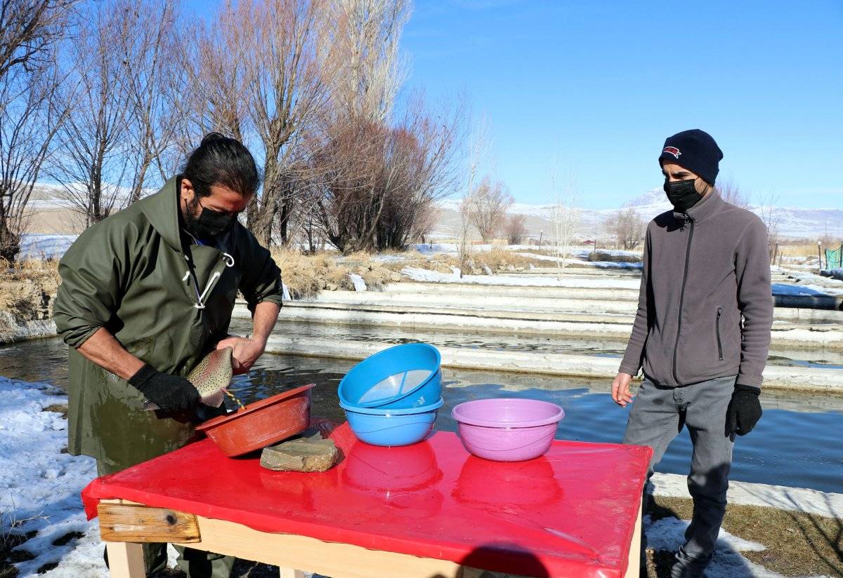 Van'da alabalık sağım zamanı