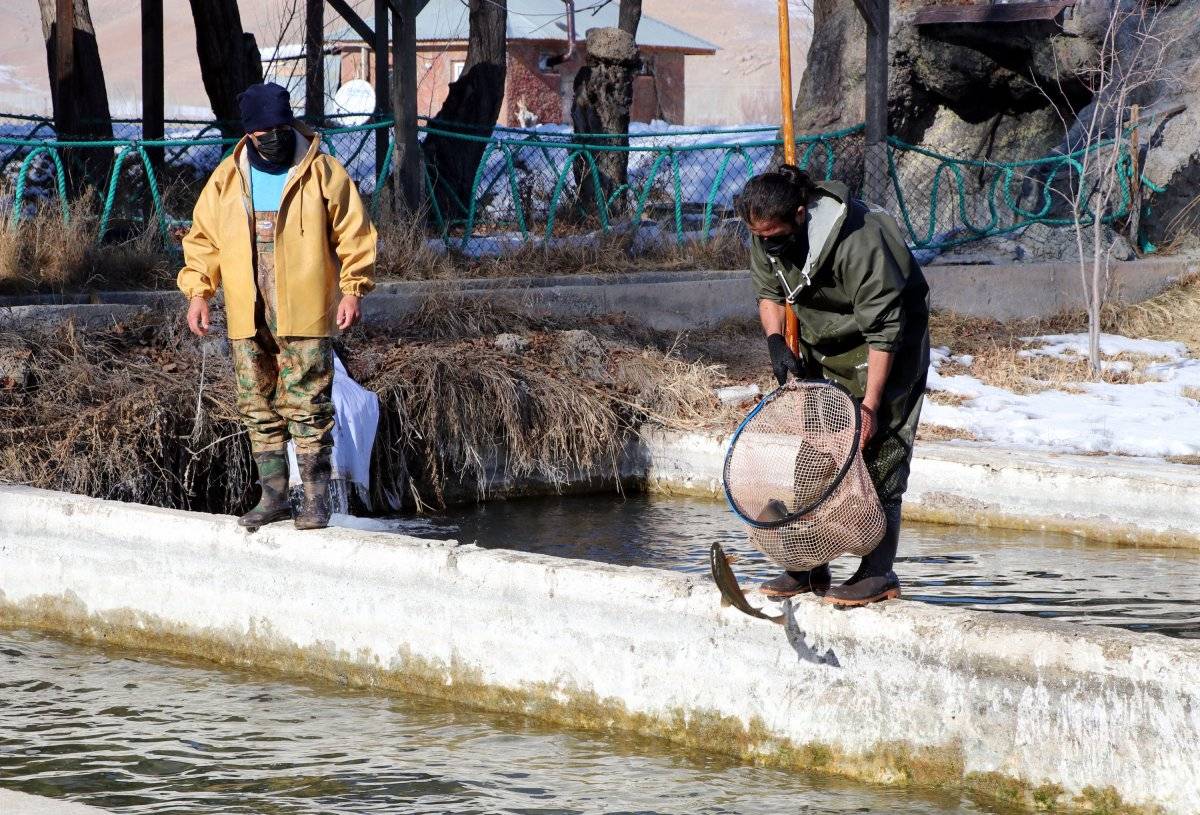 Van'da alabalık sağım zamanı
