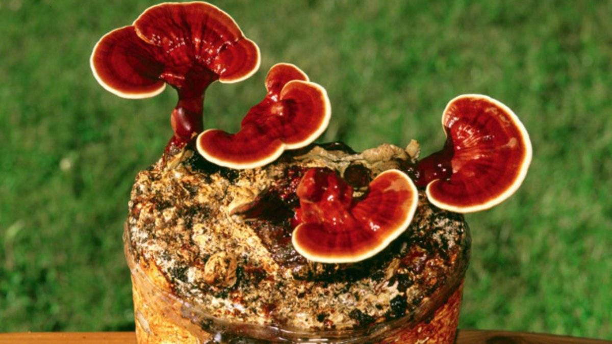 Ölümsüzlük mantarı Reishi nedir? Reishi mantarı faydaları nedir, yenir mi?