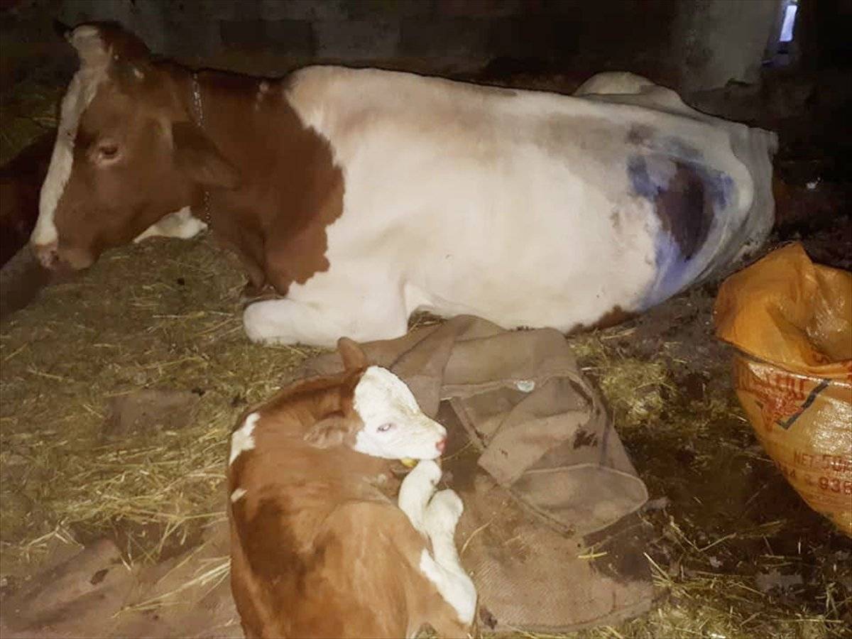 Giresun'da gebe ineğin midesinden çivi çıktı