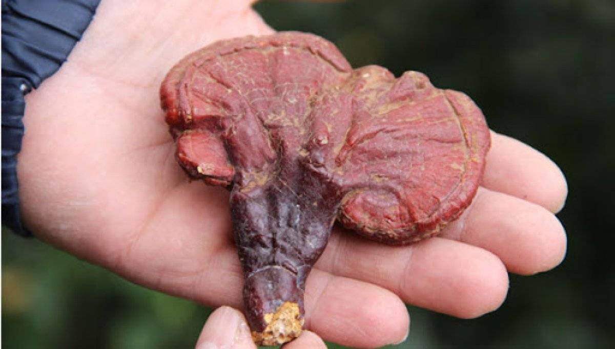 Ölümsüzlük mantarı Reishi nedir? Reishi mantarı faydaları nedir, yenir mi?