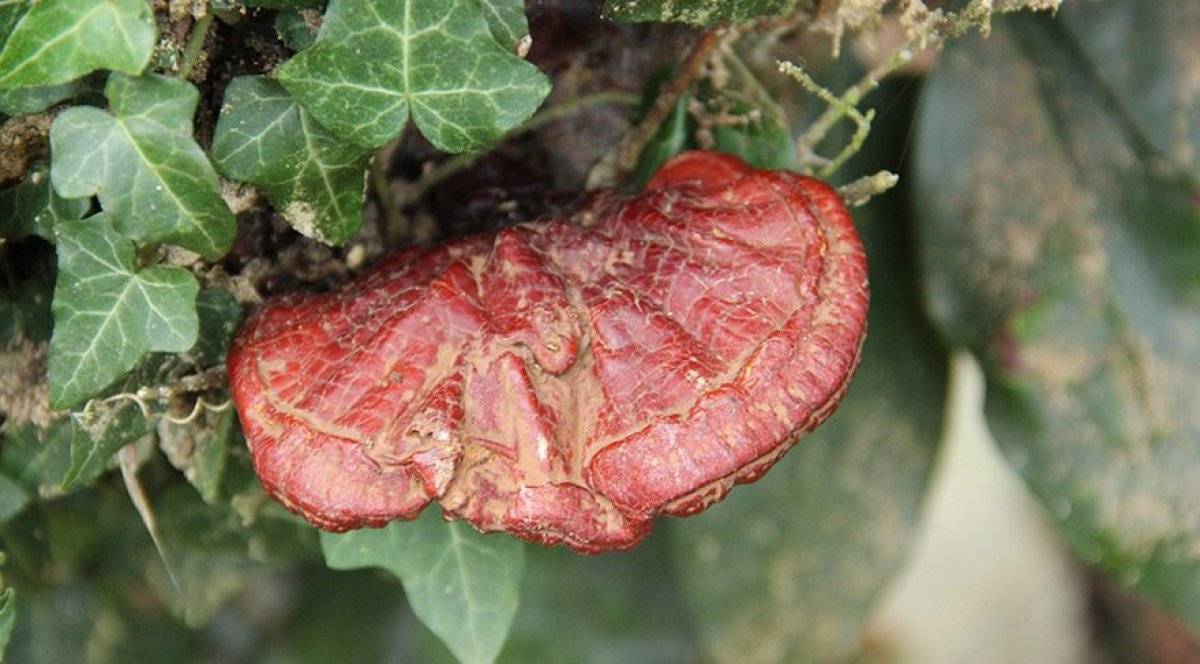 Ölümsüzlük mantarı Reishi nedir? Reishi mantarı faydaları nedir, yenir mi?