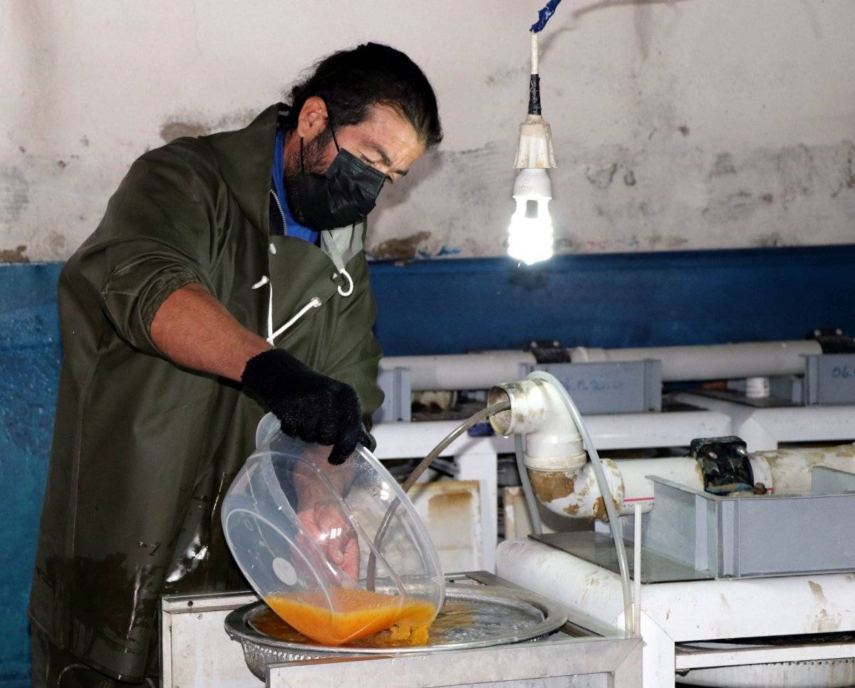 Van'da alabalık sağım zamanı