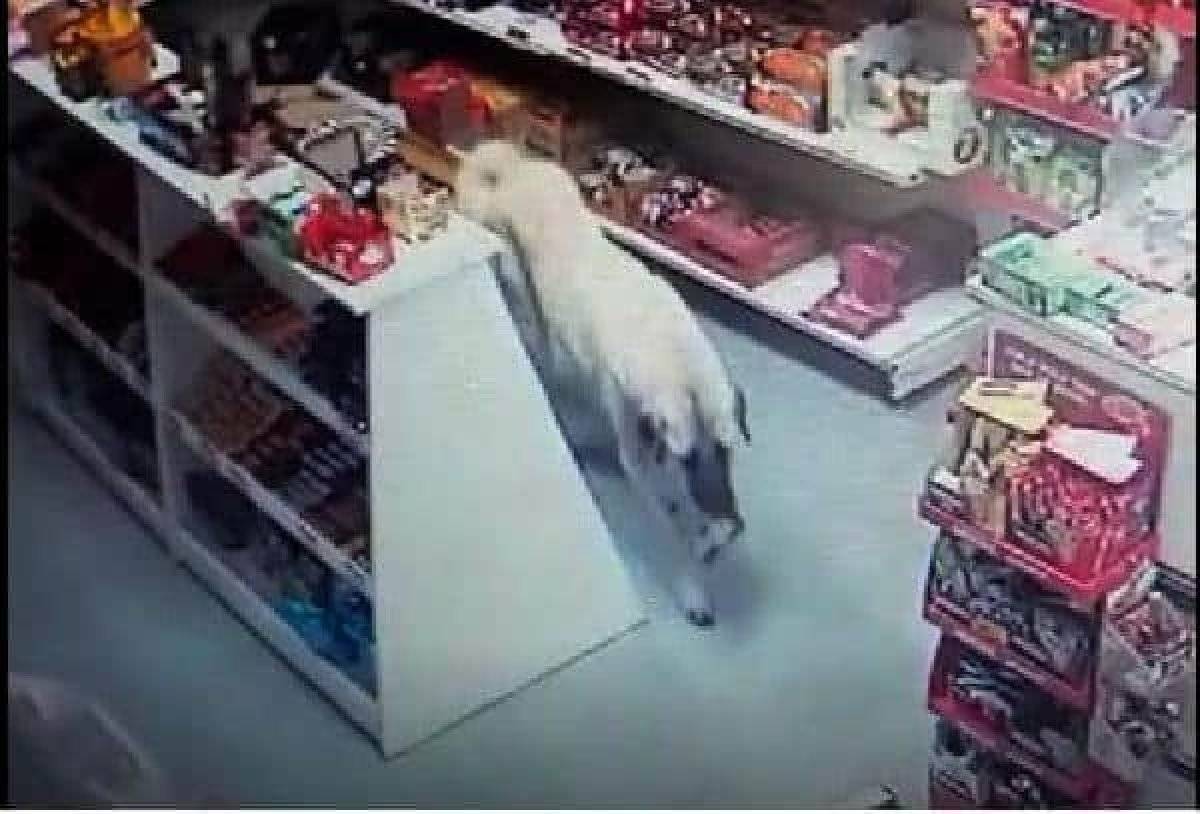 Sivas'ta marketten bisküvi alıp, kaçan köpek kamerada