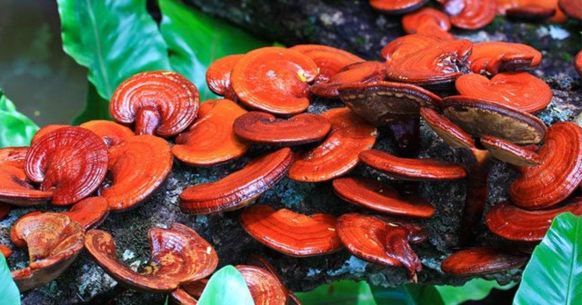 Ölümsüzlük mantarı Reishi nedir? Reishi mantarı faydaları nedir, yenir mi?
