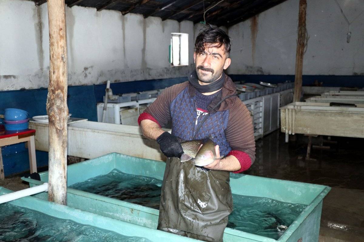 Van'da alabalık sağım zamanı