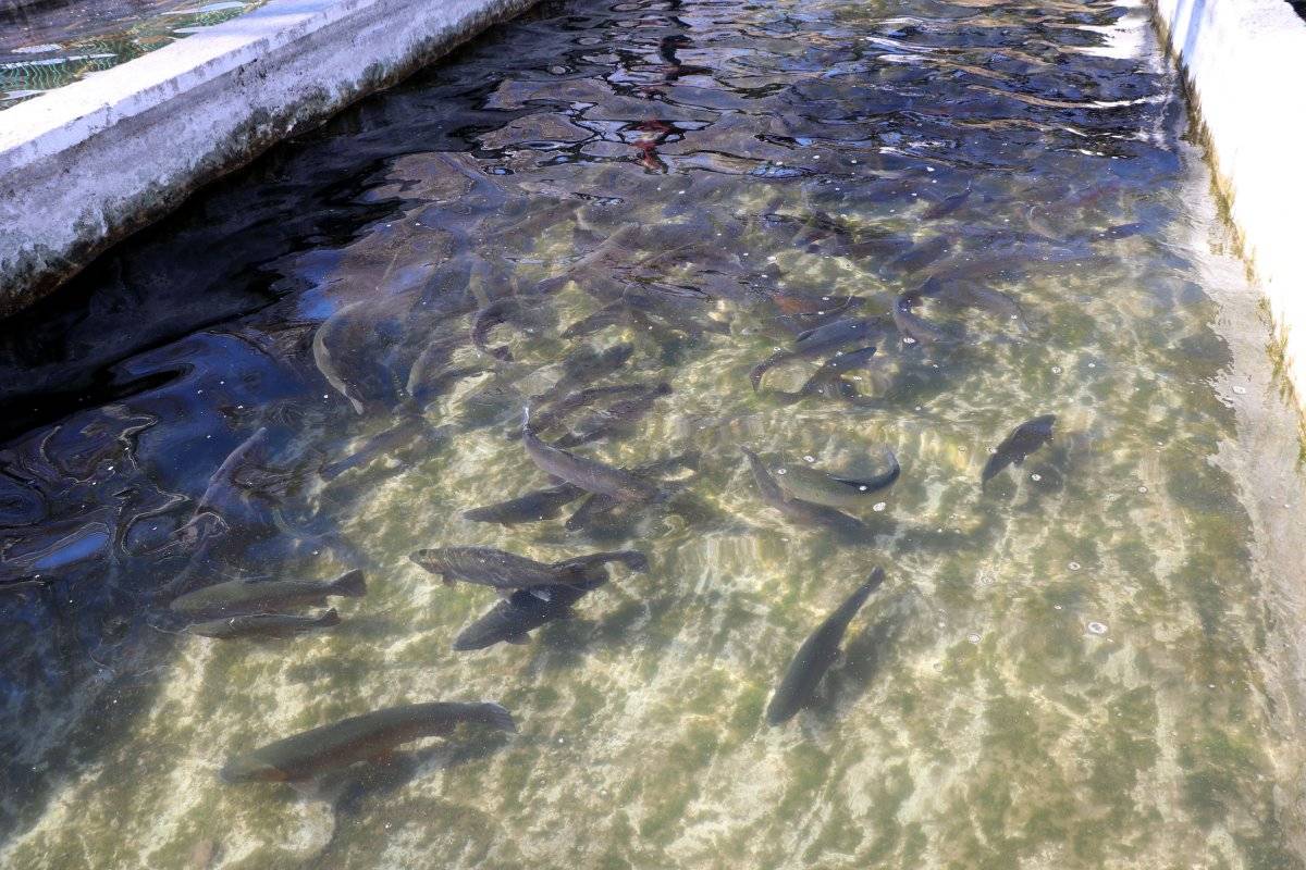 Van'da alabalık sağım zamanı