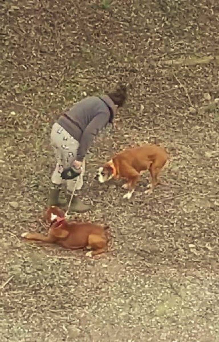 Antalya'da köpeklerini sopayla döven şahıs