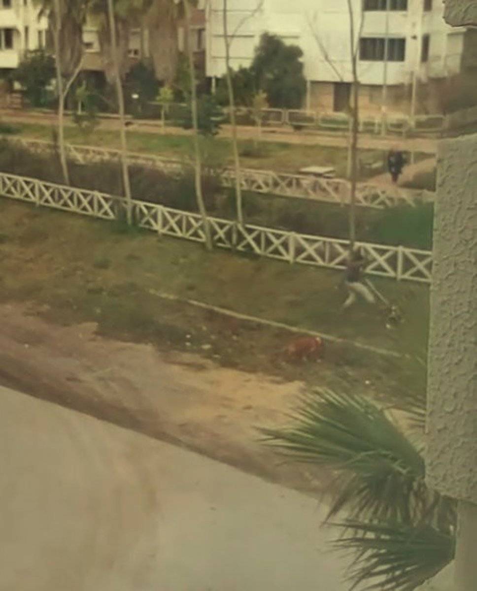 Antalya'da köpeklerini sopayla döven şahıs