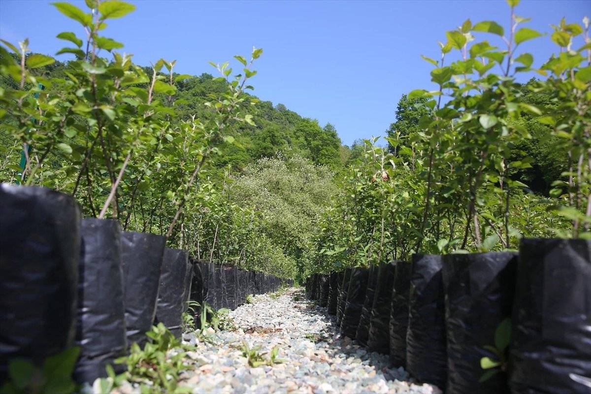 yorma elması tescil aldı