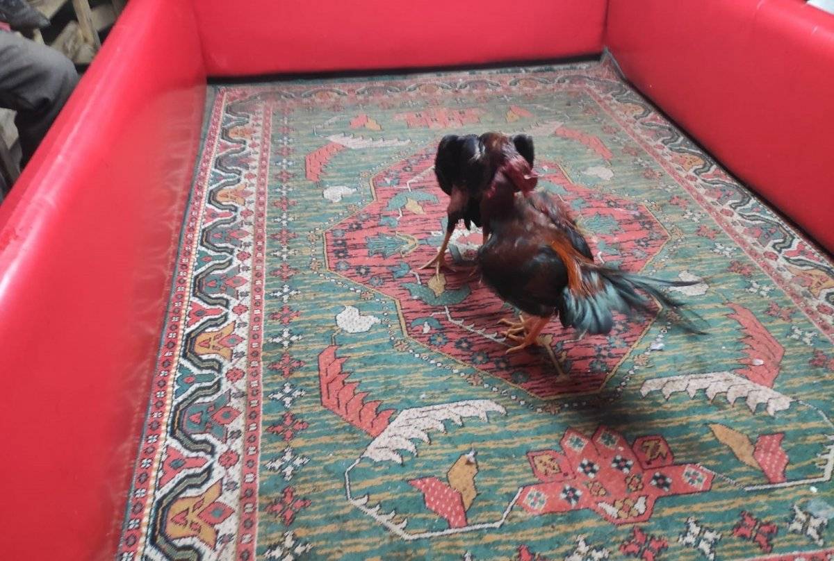 İzmir'de horoz dövüşü yapılan çay ocağına baskın