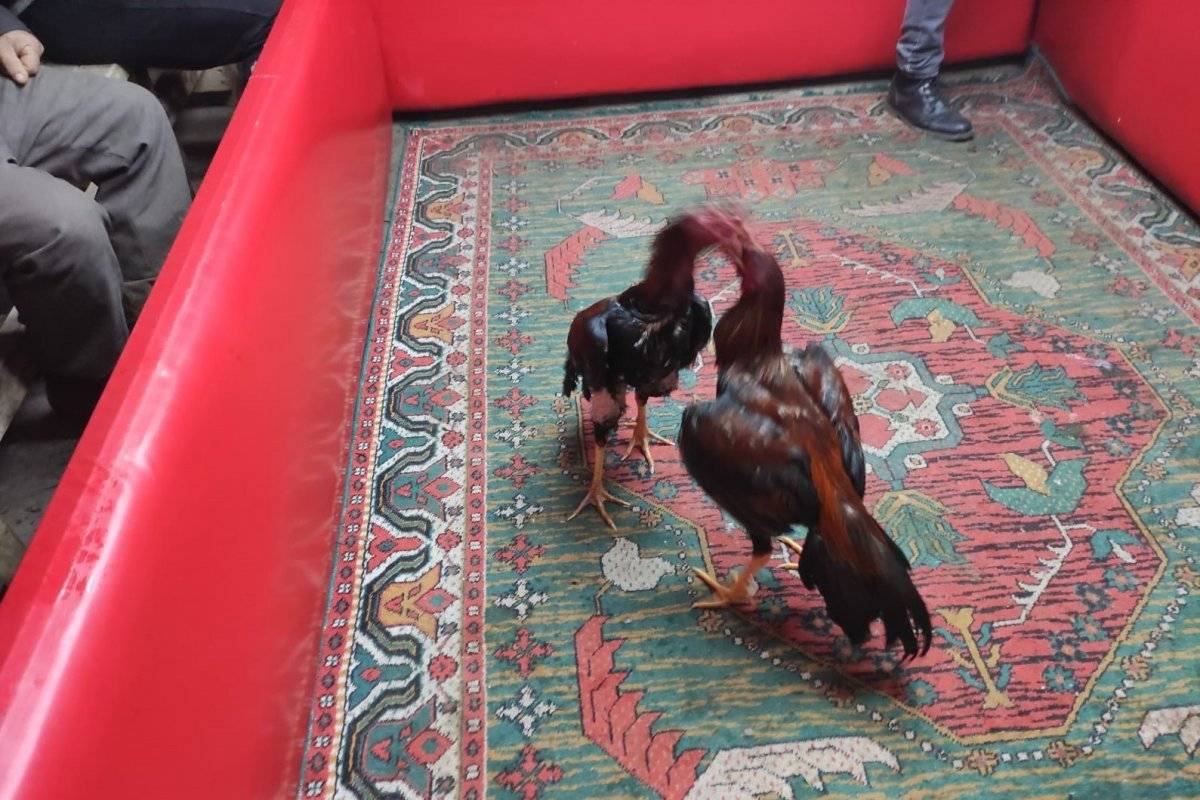 İzmir'de horoz dövüşü yapılan çay ocağına baskın