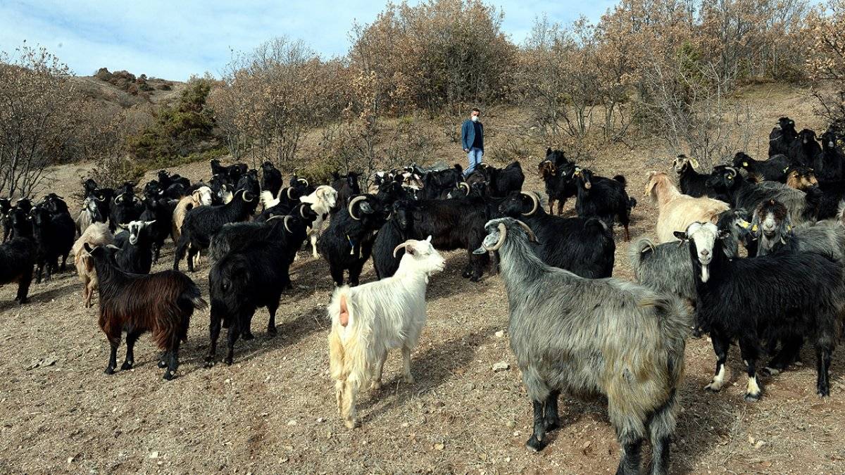 Tokatlı engelli genç, devlet desteğiyle keçi sürüsü sahibi oldu