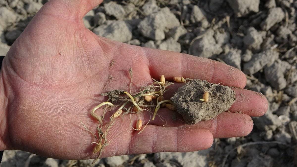 Konya Ovası kuraklıkla mücadele veriyor