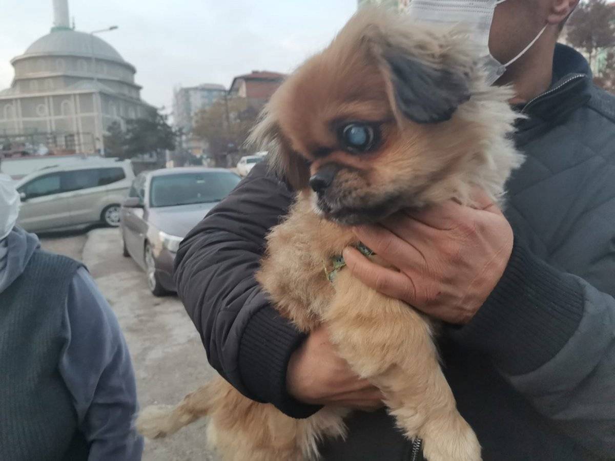 Ankara’da medyum hayvan beslemekten men edildi