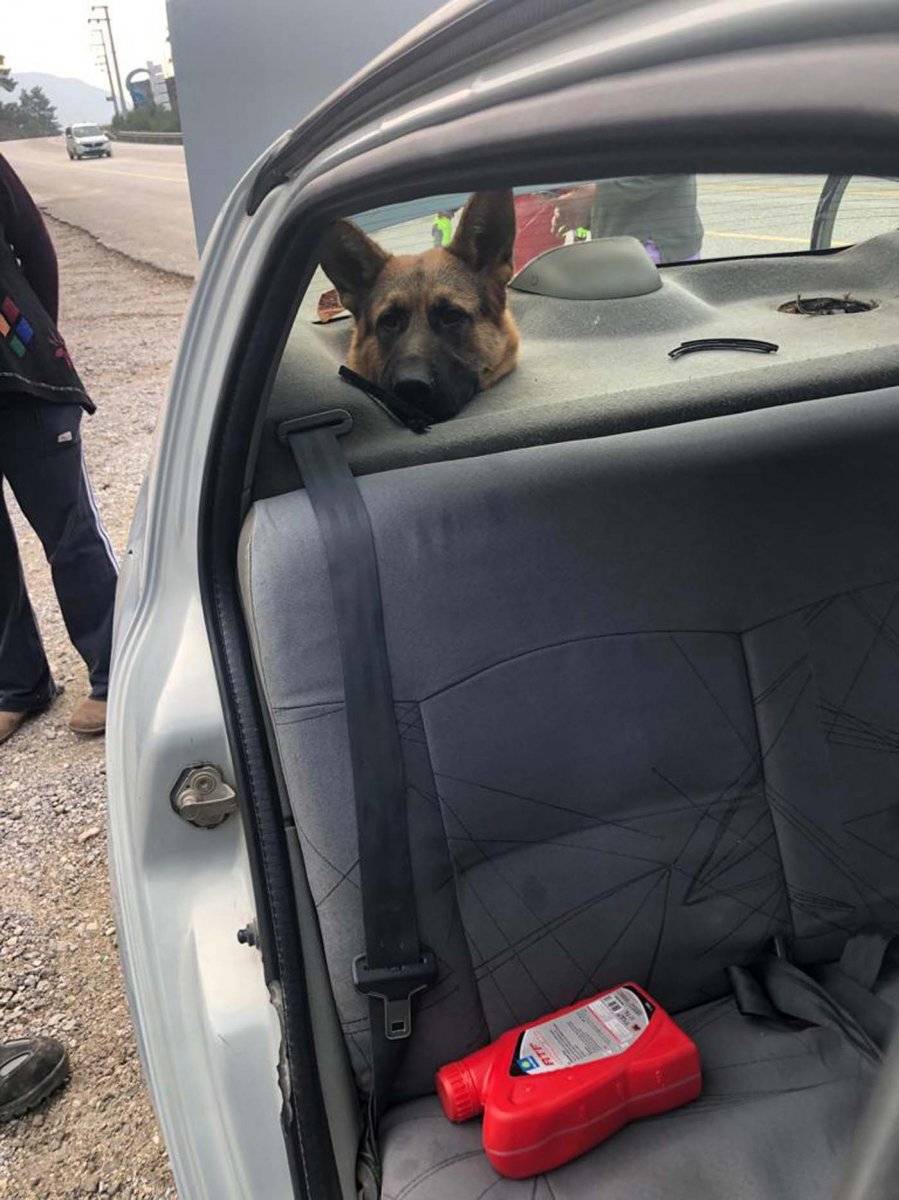 Muğla'da başı hoparlör boşluğuna sıkışan köpek kurtarıldı