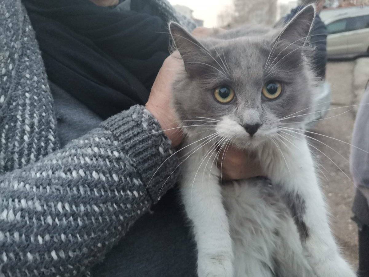 Ankara’da medyum hayvan beslemekten men edildi