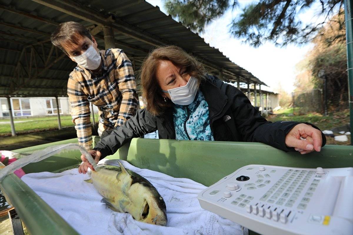 Mersin balığı, özel havuzlarda gözetim altında tutuluyor
